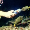 JBL  MariPearls  מזון פרימיום לדגי ים באנר