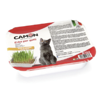 דשא לחתולים CAMON עם זרעי חיטה
