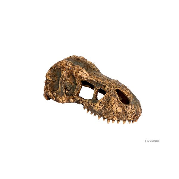 אקזוטרה גולגולת דינוזאור טי רקס קטנה דגם PT2860 באנר