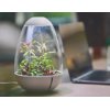 Chihiros Tiny Terrarium באנר