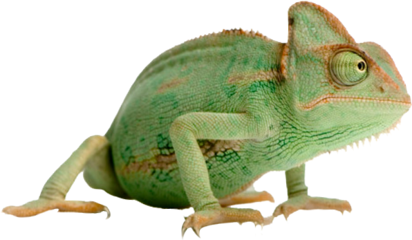 chameleon